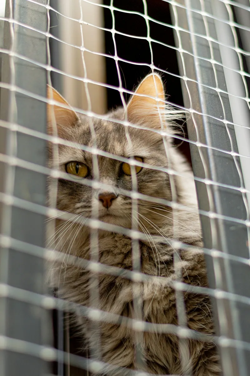 A fluffy grey cat peers out through a mesh net screen