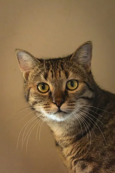 A close-up portrait of a cat looking directly at the camera