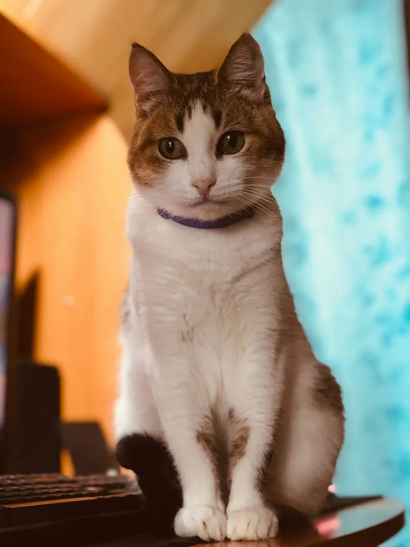 A white and brown cat wearing a purple collar sitting outdoors