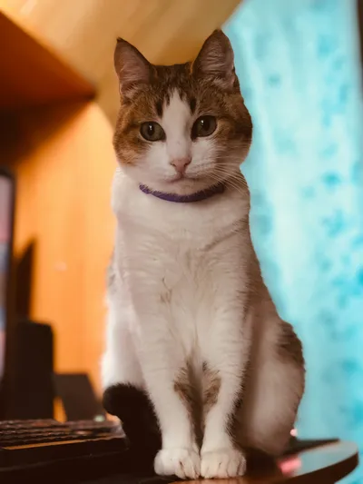 A white and brown cat wearing a purple collar sitting outdoors