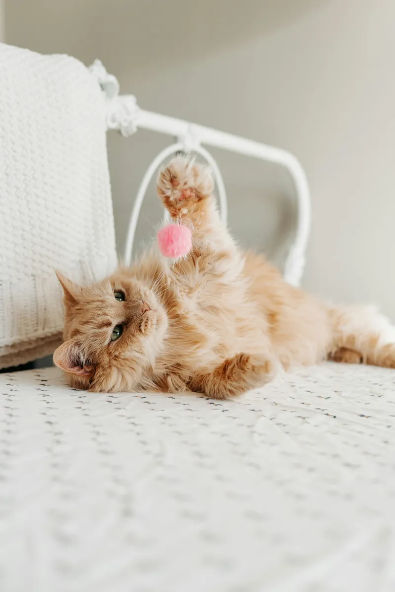 An orange cat lying on its back reaching a paw up toward a pink pom-pom toy