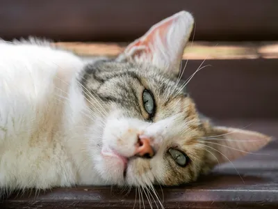 A relaxed kitten lying on a garden bench