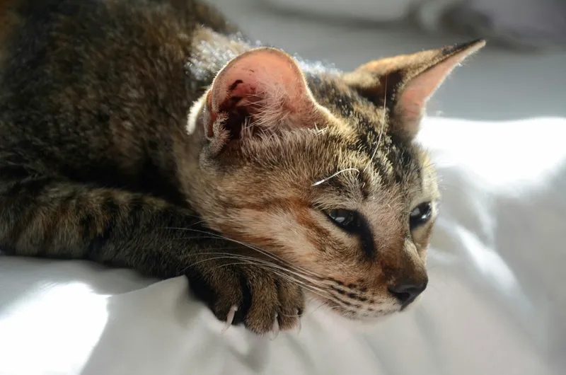 A close-up of a cat lying still on a bed