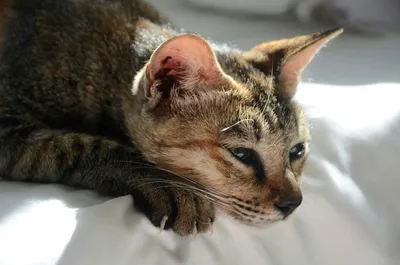 A close-up of a cat lying still on a bed