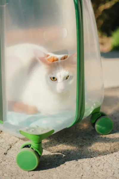 A white and orange cat looking out through the clear plastic wall of a wheeled travel carrier