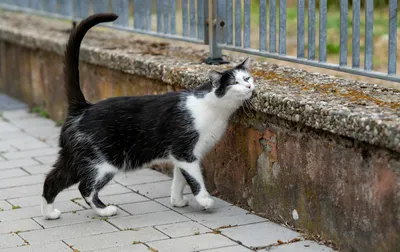 A black and white cat rubbing its cheek against the corner of a low wall