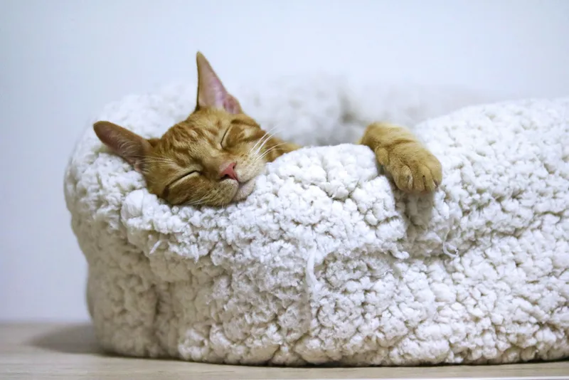 An orange tabby cat sleeping curled up in a soft white pet bed