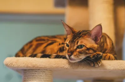 A Bengal cat resting its chin on the carpeted platform of a cat tree, paws draped over the edge next to a sisal-wrapped post