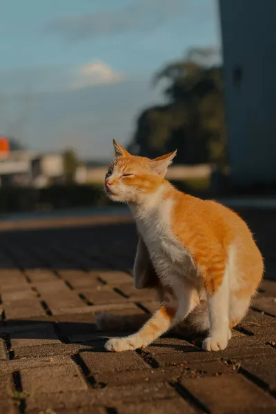 A ginger cat grooming itself while sitting in sunlight