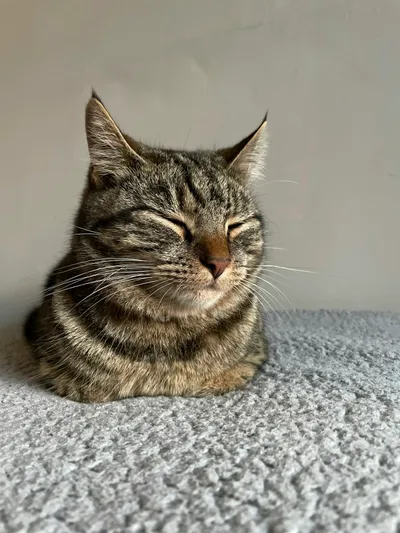 A tabby cat resting with its eyes closed on a soft gray surface