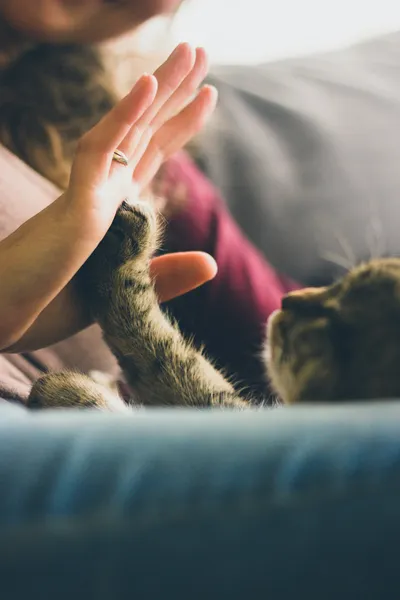 A tabby cat touching a person's open palm with its paw