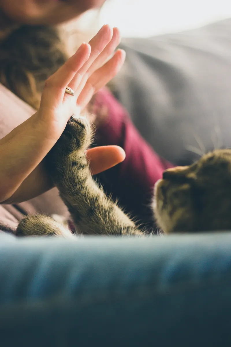 A tabby cat touching a person's open palm with its paw