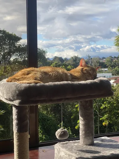 An orange tabby cat sleeping curled up on a cat tree platform beside a window