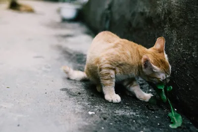 An orange tabby cat sniffing a green leafed plant