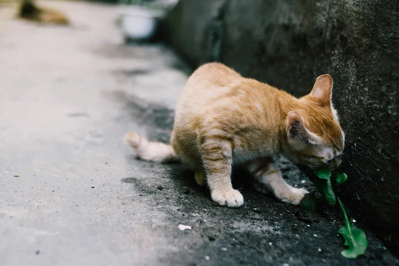 An orange tabby cat sniffing a green leafed plant