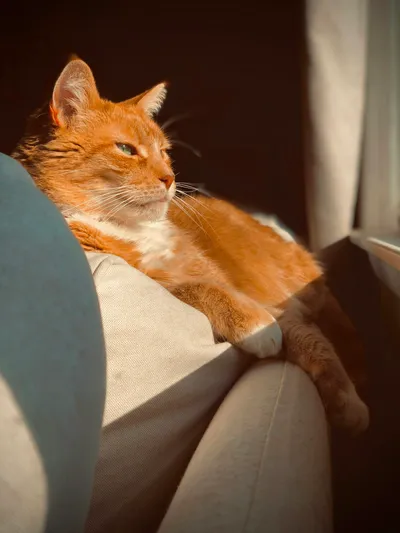 An orange tabby cat lounging comfortably on a couch cushion in a sunlit room
