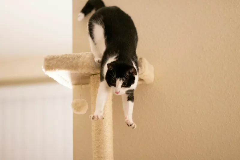 A black and white cat standing upright on top of a tall scratching post tower