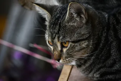 A tabby cat staring intently at a pink string toy with focused, wide eyes