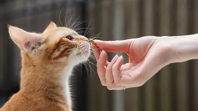 An orange tabby cat taking a treat from a human hand
