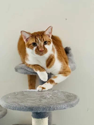 A cat sitting on top of a scratching post tower