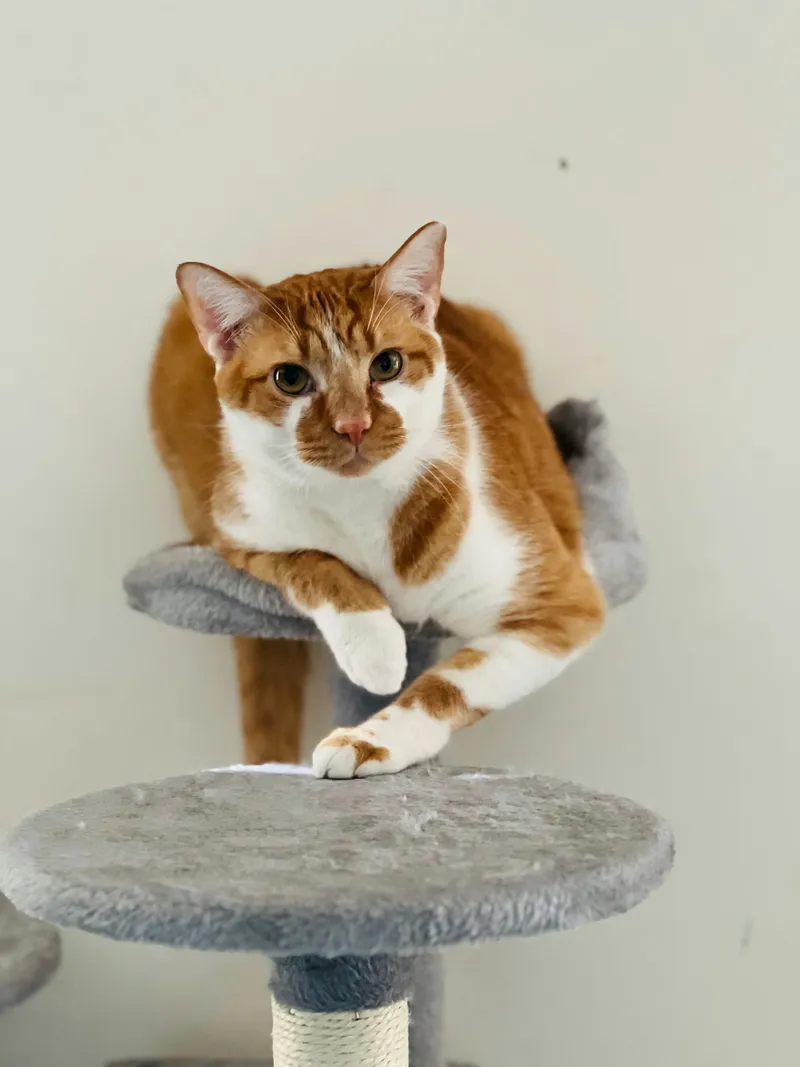 A cat sitting on top of a scratching post tower