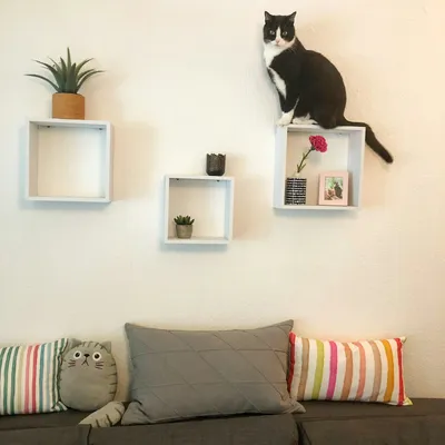 A tuxedo cat resting on a white wall-mounted shelf