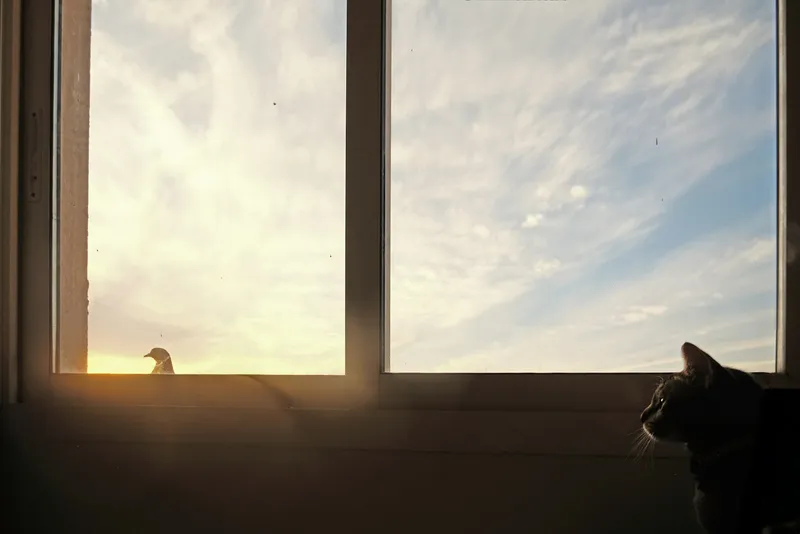 A cat sitting in front of a window, looking out at the sky