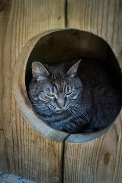A black tabby cat resting inside a covered wooden cat cave bed