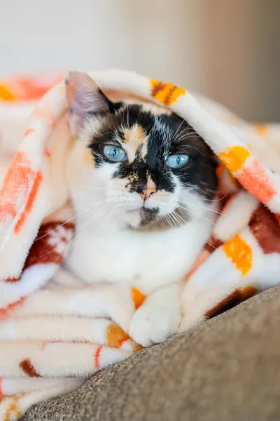 A calico cat wrapped snugly in a soft blanket