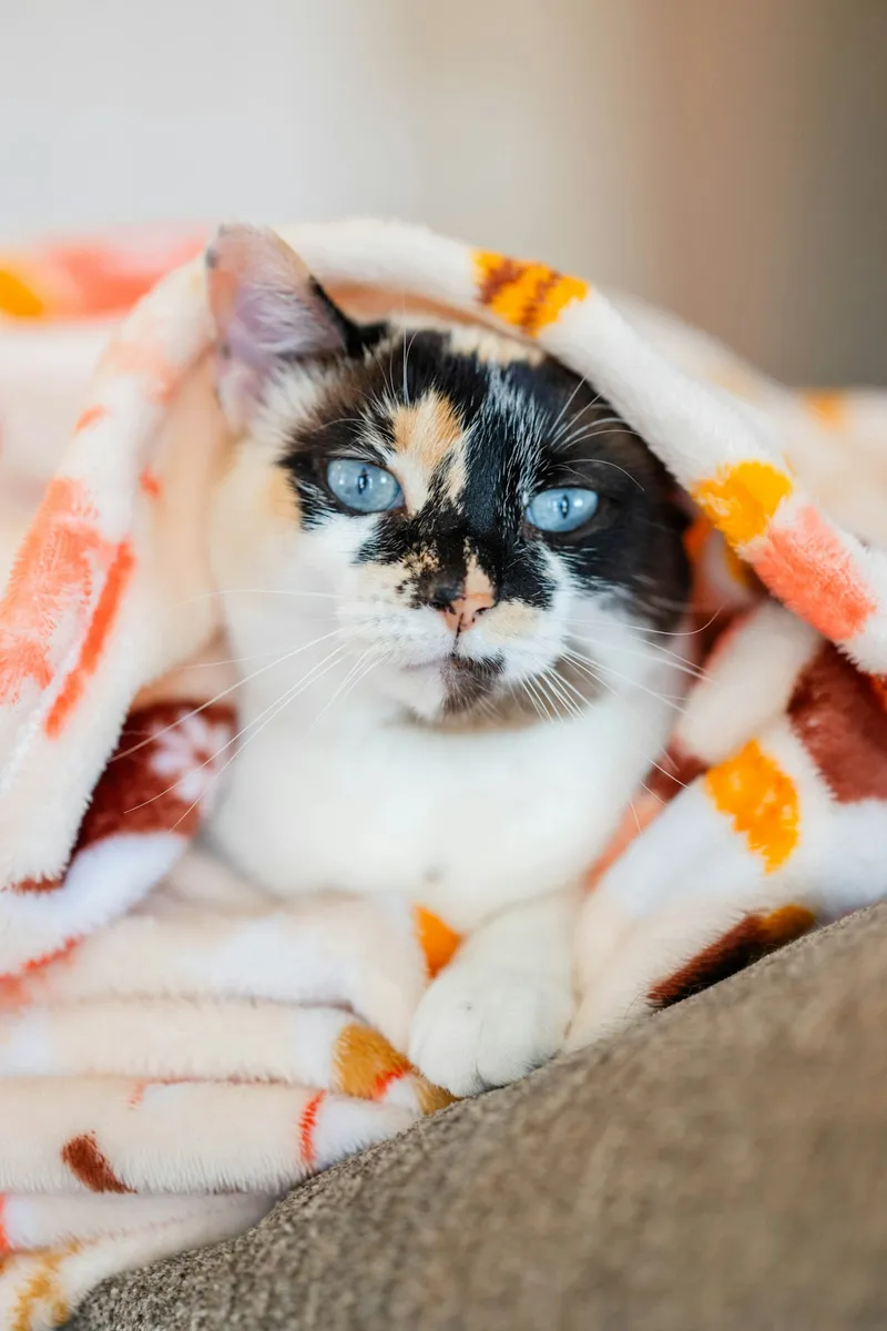 A calico cat wrapped snugly in a soft blanket
