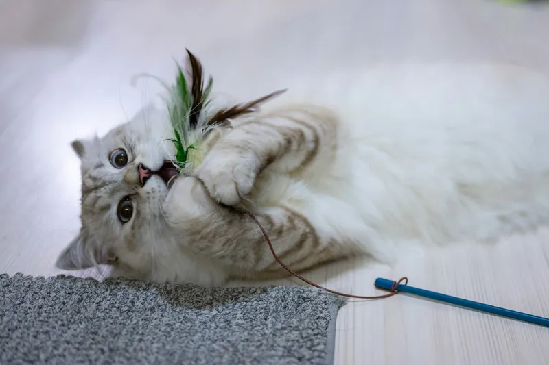 A cat lying on its back chewing on a feather wand toy
