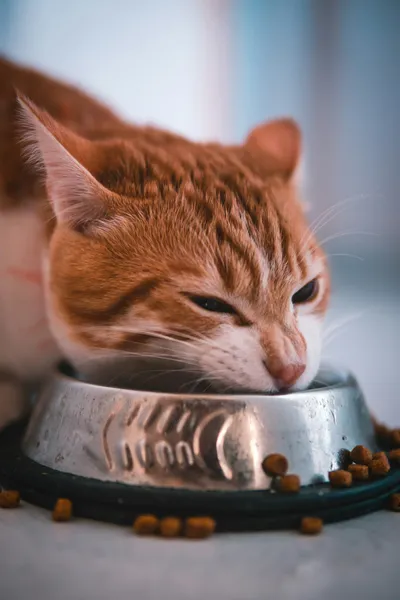 A cat eating from a food bowl