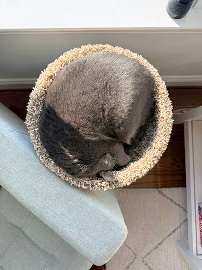 A gray cat curled up asleep in a round shag-fur donut bed, viewed from above