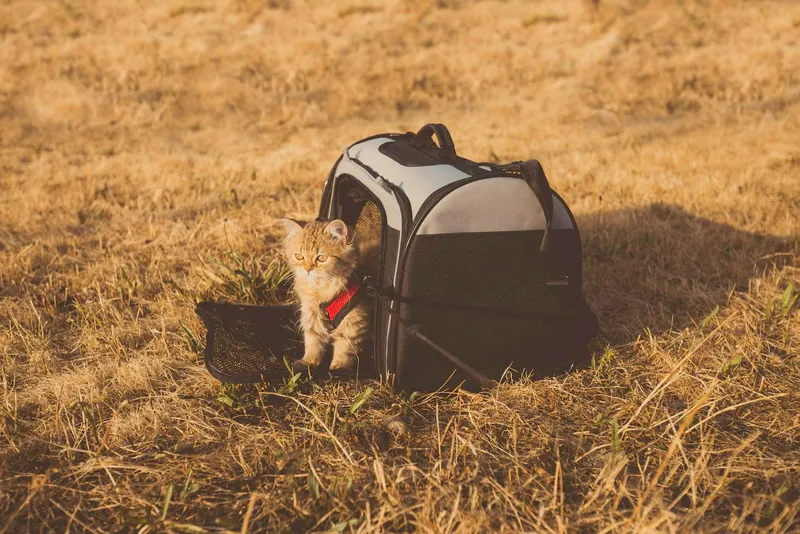 A gray cat sitting inside a soft pet carrier