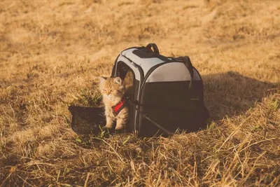 A gray cat sitting inside a soft pet carrier