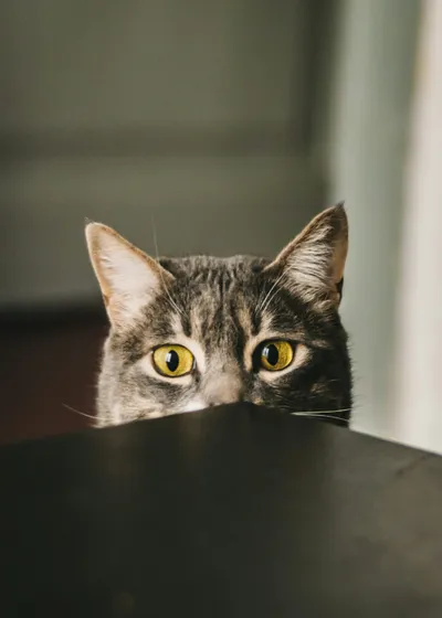 A gray cat peeking over the edge of a table with alert, wide eyes