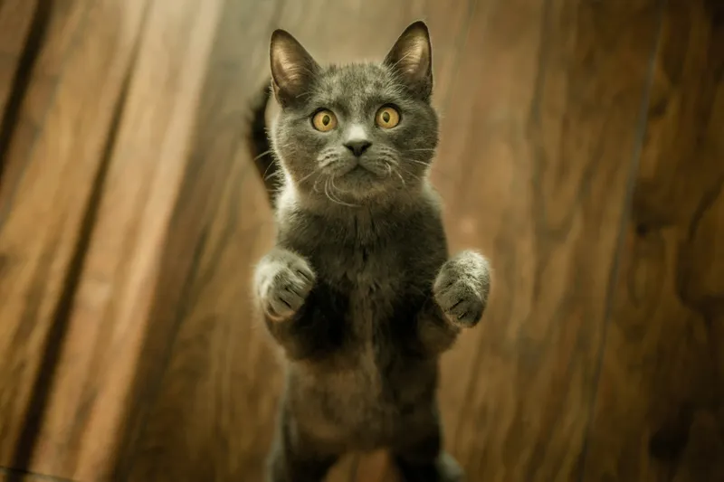 A gray tabby cat standing upright on its hind legs, looking up with an inquisitive expression