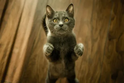 A gray tabby cat standing upright on its hind legs, looking up with an inquisitive expression