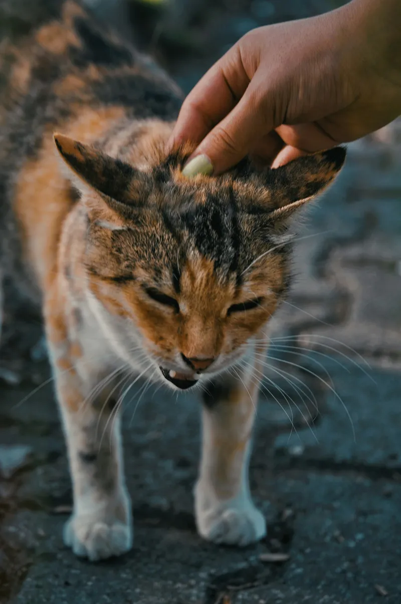 A person's hand gently petting a cat