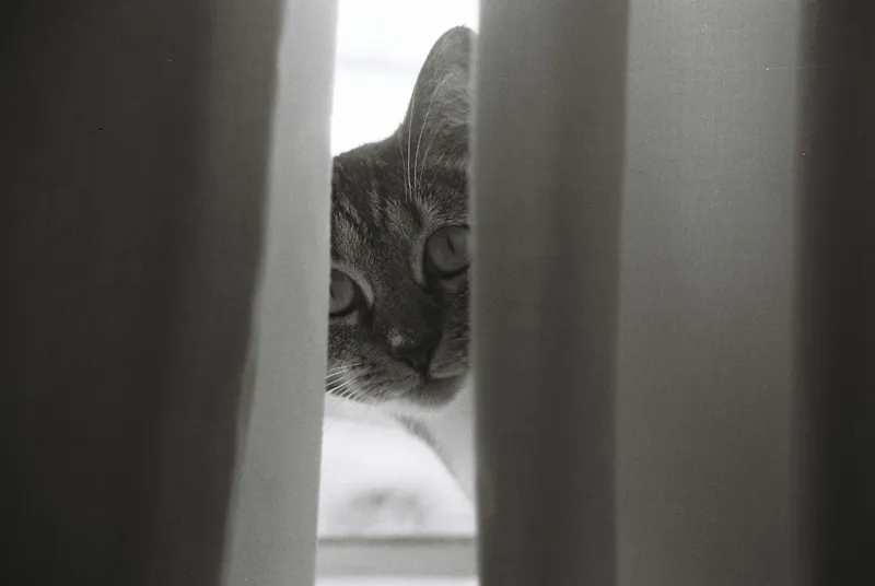 A gray cat peeking out from behind a curtain