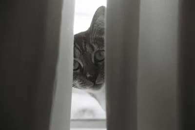 A gray cat peeking out from behind a curtain