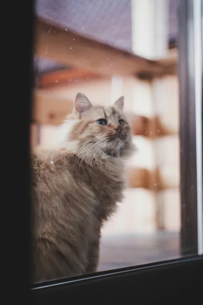 A long-haired cream cat standing at a glass door, staring out at the space it used to roam