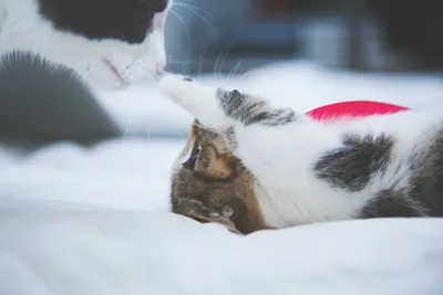 A small cat and a larger cat touching noses on a bed
