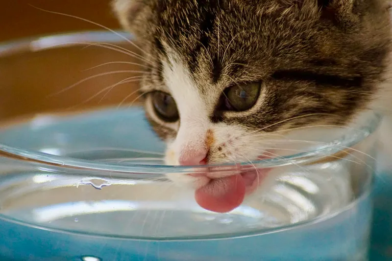 A kitten drinking water from a bowl