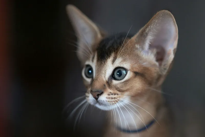 Close-up portrait of a kitten with large upright ears against a dark background