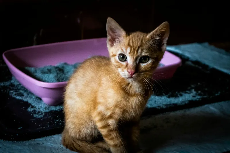 A kitten sitting in front of a litter tray filled with litter