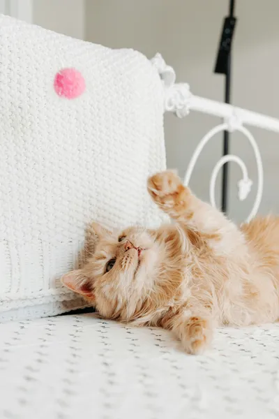A fluffy orange kitten rolling onto its back and reaching a paw up toward a small pink pom-pom
