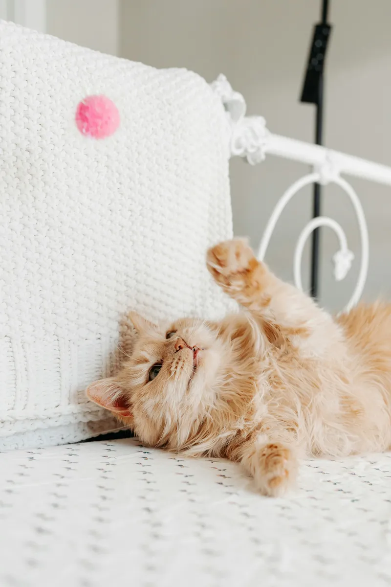 A fluffy orange kitten rolling onto its back and reaching a paw up toward a small pink pom-pom