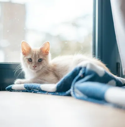 A light orange kitten resting on a soft blue blanket