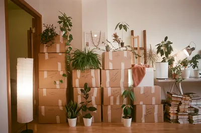 A living room mid-move, filled with stacked cardboard boxes and potted plants